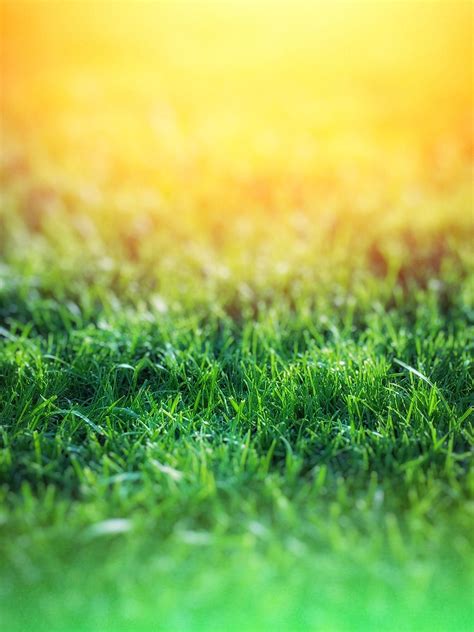 Green Grass Background Images .